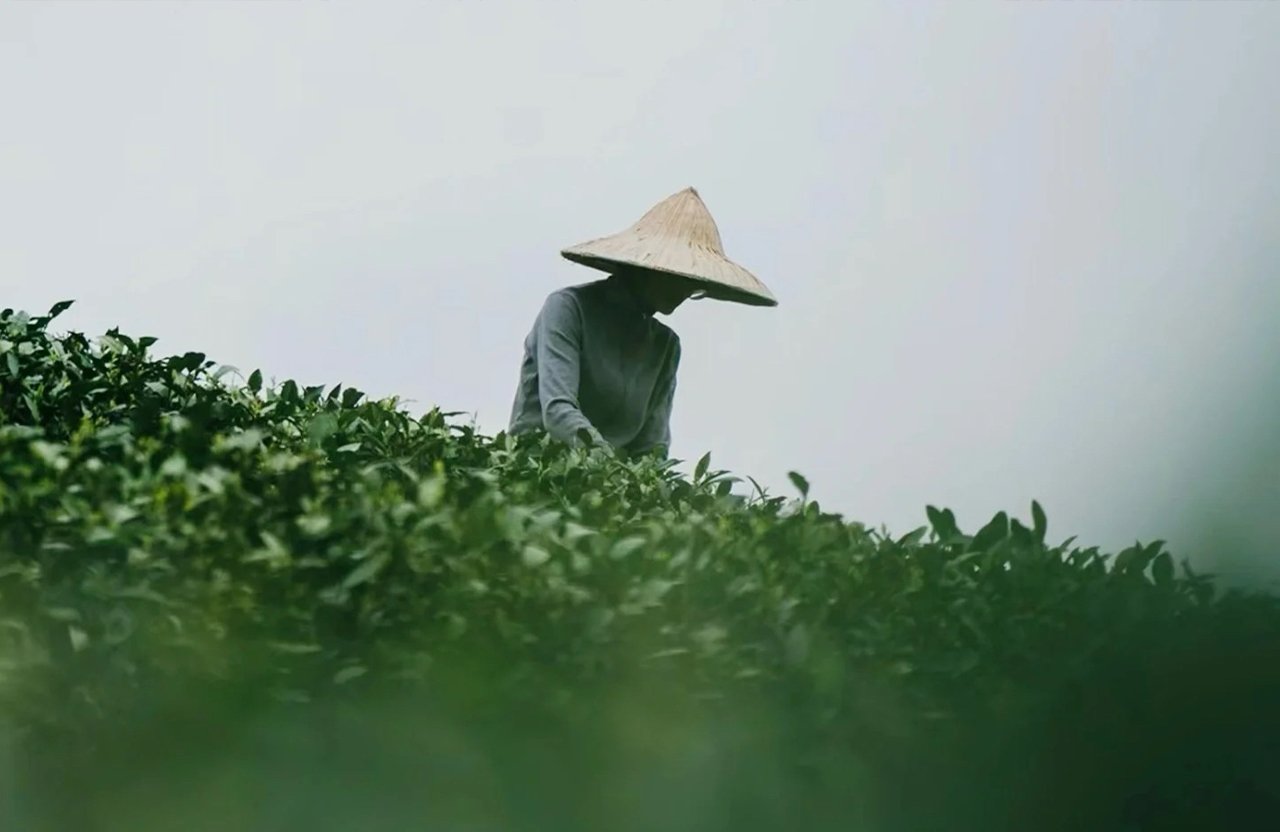 picking-longjin-tea