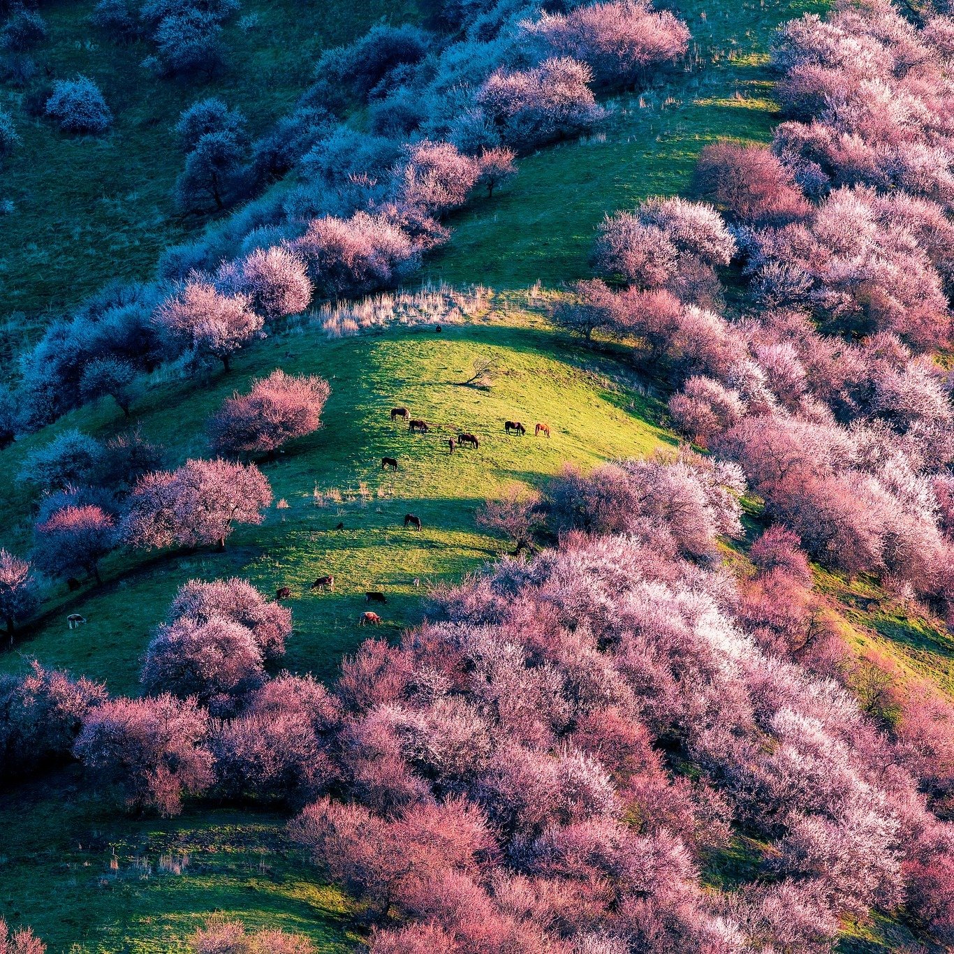 新疆伊犁杏花溝 Yining Apricot Valley, Xinjiang